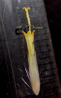  Disc floret